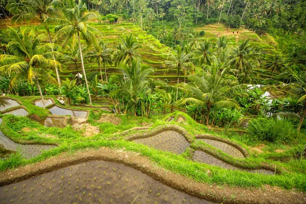 Zielone Tarasy Ryżowe Wyspa Bali Indonezja — Zdjęcie stockowe