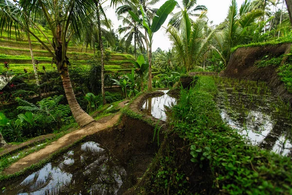 Terrasses Riz Vert Sur Île Bali Indonésie — Photo