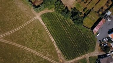 Maia, San Miguel Adası, Azores, Portekiz çay plantasyon üstten görünüm.