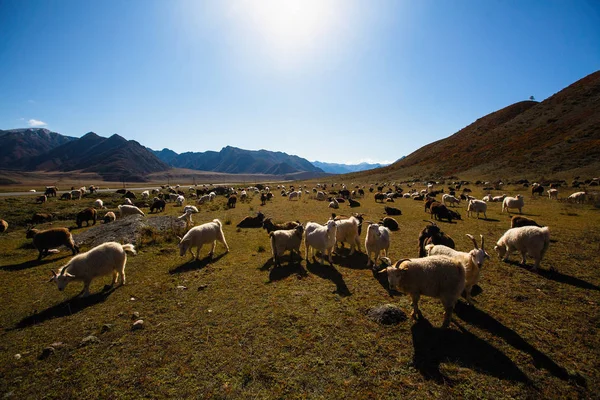 山羊放牧在阿尔泰山 俄罗斯 — 图库照片