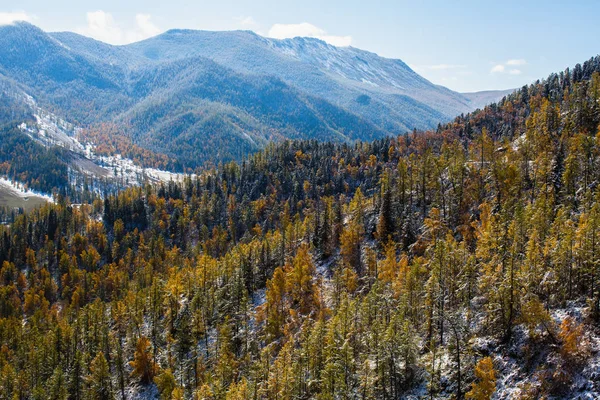 Jesień Las Podnóża Marubashi North Ridge Ałtaju Rosja — Zdjęcie stockowe