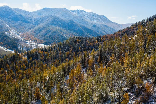 Floresta Outono Sopé Cume North Chuya República Altai Rússia — Fotografia de Stock