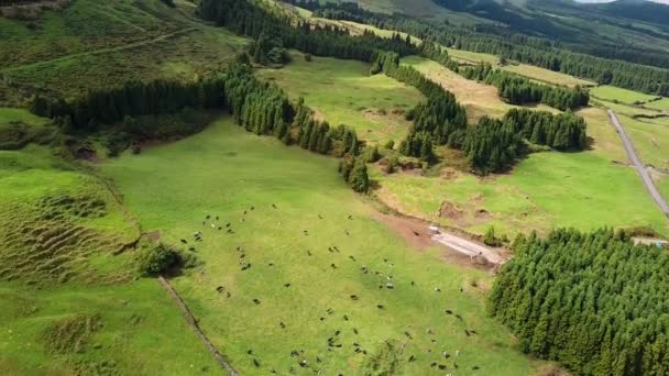 Voando Sobre Campos Verdes Ilha San Miguel Açores Portugal — Vídeo de Stock