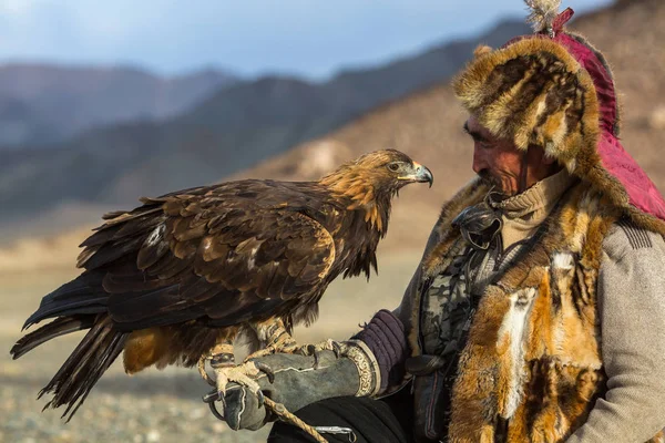 Sagsay Mongolia Setembro 2017 Golden Eagle Hunter Enquanto Caça Lebre — Fotografia de Stock