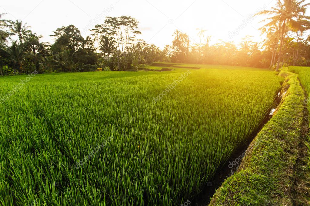 Green rice fields in Bali island, Indonesia