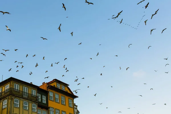 Seagulls Circling Houses Old Porto Portugal — Stock Photo, Image