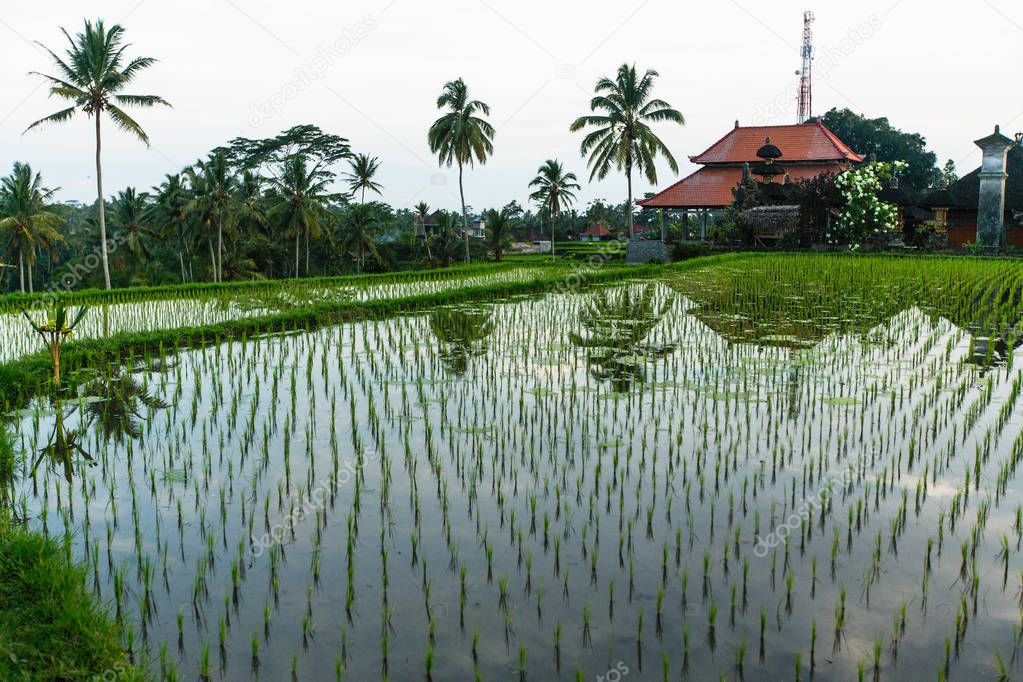 Green rice terraces in Bali island, Indonesia.