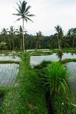 Yeşil pirinç tarlaları Bali Adası, Endonezya