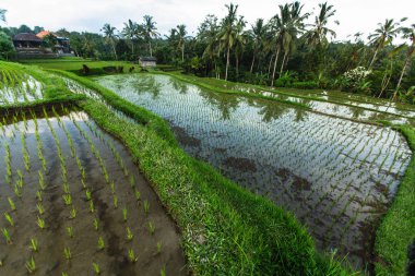 Yeşil pirinç terasları Bali Adası, Endonezya.