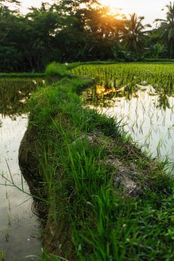Yeşil pirinç terasları Bali Adası, Endonezya