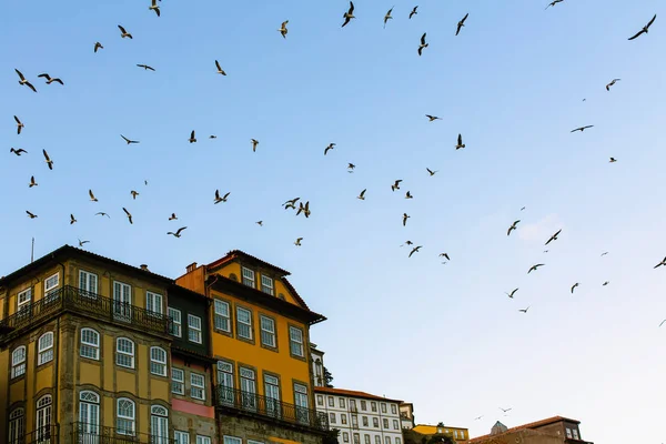Чайки Кружат Над Старым Европейским Городом — стоковое фото
