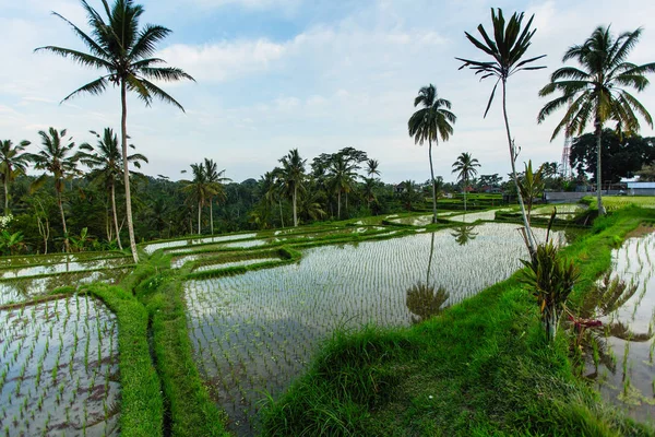 Groene Rijstvelden Bali Eiland Indonesië — Stockfoto