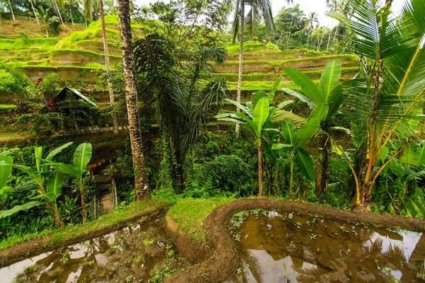 在印度尼西亚巴厘岛绿色水稻梯田 — 图库照片