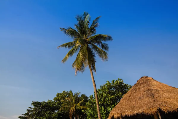 Palmeira Contra Céu Azul Beira Mar Tropical — Fotografia de Stock