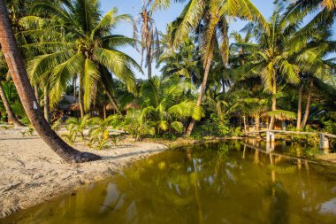Tropik sahil, siluet su üzerinde palmiye ağacının. 