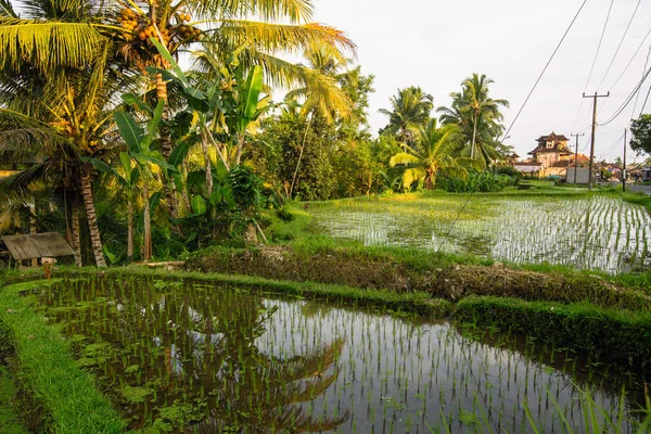 在印度尼西亚巴厘岛绿色水稻梯田 免版税图库图片