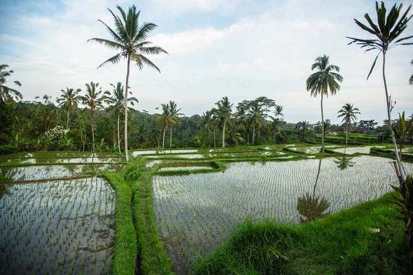 Gröna Risterrasser Bali Indonesien — Stockfoto