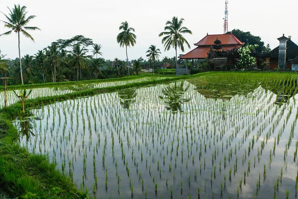 Zieleń Pól Ryżowych Wyspie Bali Indonezja — Zdjęcie stockowe