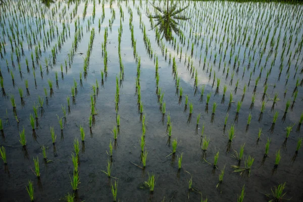 Groene Rijst Veld Close — Stockfoto