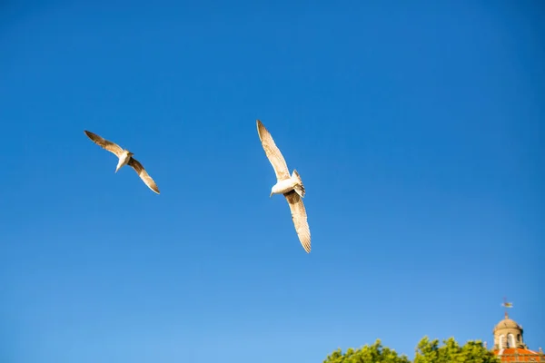 Gaviotas Cielo Sobre Ciudad Costera — Foto de Stock