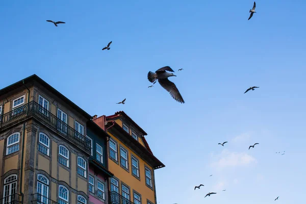 Seagulls Houses Old Downtown Porto Portugal — Stock Photo, Image