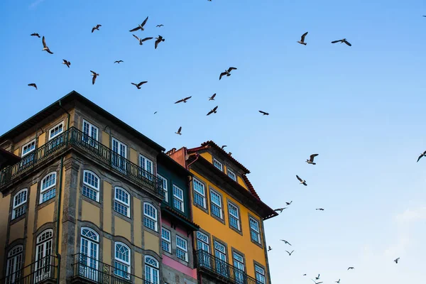 Måsarna Över Husen Gamla Porto Downtown Portugal — Stockfoto