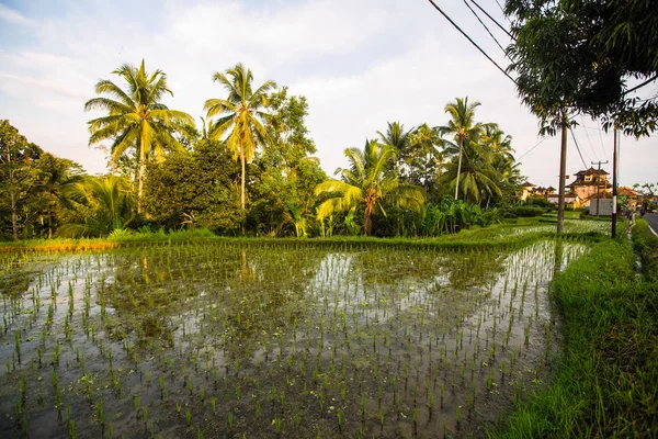 Terrasses Riz Vert Sur Île Bali — Photo