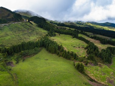 Yeşil alanları, San Miguel Adası, Azor - Portekiz. 