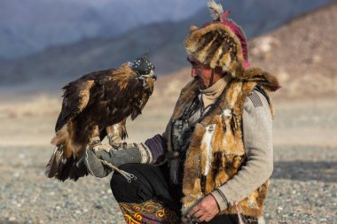 Sagsay, Moğolistan - 28 Eylül 2017: Berkutchi (kazak kartal Hunter) ise bir altın kartallar ile tavşan Bayan-Olgii Aymağı dağlarında kolları üzerinde avcılık. 