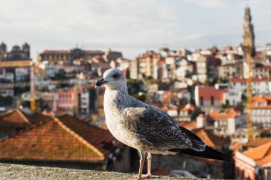 Bulanık Porto'nun eski şehir - Portekiz arka plan üzerinde martı.