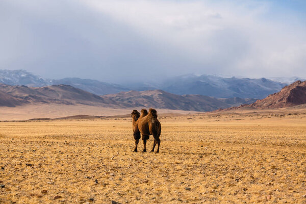 Camel in the desert steppes of Mongolia.