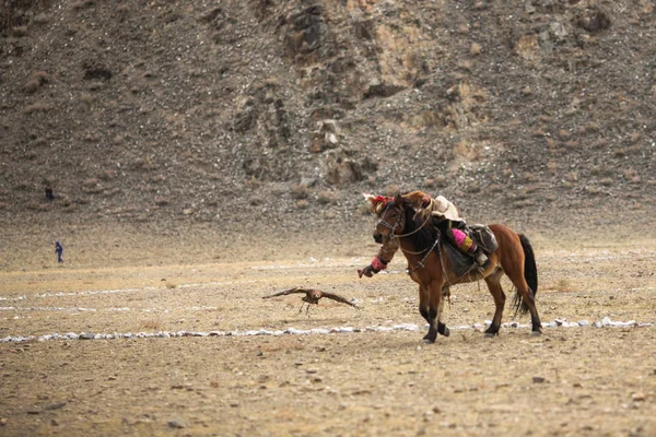 Olgiy Mongolia Września 2017 Berkutchi Kazachski Eagle Hunter Górach Bayan — Zdjęcie stockowe