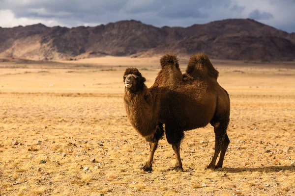 Camelo Estepe Mongólia Ocidental — Fotografia de Stock