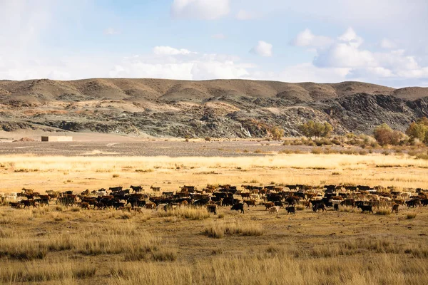 Výhled Hory Západní Mongolsko — Stock fotografie