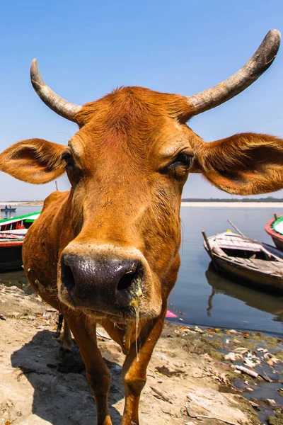 Krowa Brzegu Rzeki Świętą Rzekę Ganges Varanasi Indie — Zdjęcie stockowe