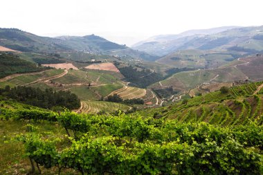 Douro Valley - Nord Portekiz tepelerde görünümünü üzüm bağları vardır. 
