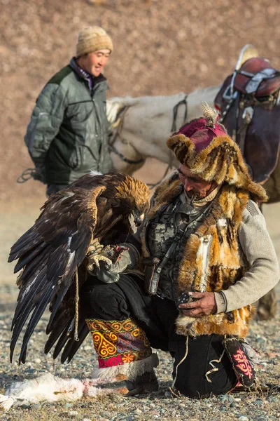 蒙古萨格 2017年9月28日 伯库奇 猎鹰的传统服装 同时在蒙古西部的沙漠山区 野兔抱着金鹰向野兔狩猎 — 图库照片