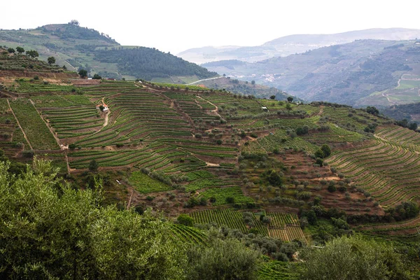 Wijngaarden Liggen Een Heuvel Douro Valley Portugal — Stockfoto