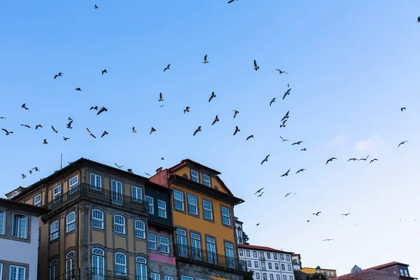 Möwen Himmel Und Häuser Porto Portugal — Stockfoto