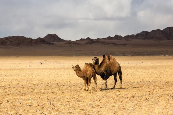 Camelos Estepe Sopé Mongólia Ocidental — Fotografia de Stock
