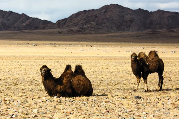 Camels Steppe Western Mongolia Foothills — Stock Photo, Image