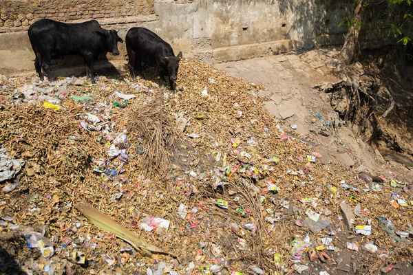 埋め立て地からのゴミを食べるインドの牛 — ストック写真