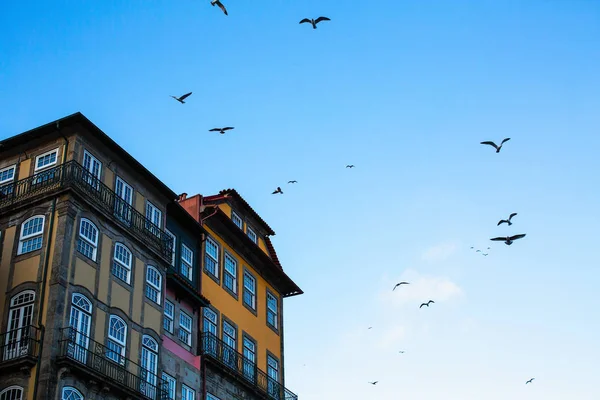 Domy Proti Obloze Seagull Portugalskem — Stock fotografie