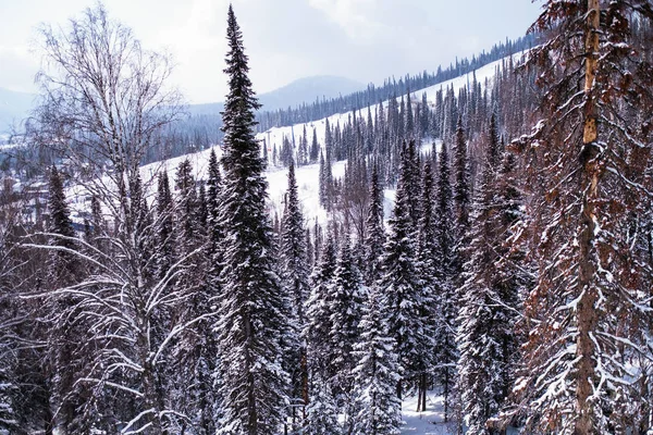 Пейзаж Альпийских Елок Белым Снегом — стоковое фото