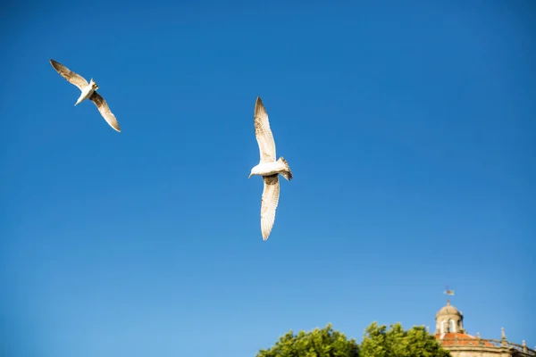 Par Gaviotas Cielo Sobre Ciudad Costera Oporto Portugal — Foto de Stock