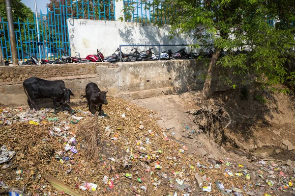 Vārānasi India Mar 2018 Indiska Kor Äta Skräp Från Deponin — Stockfoto