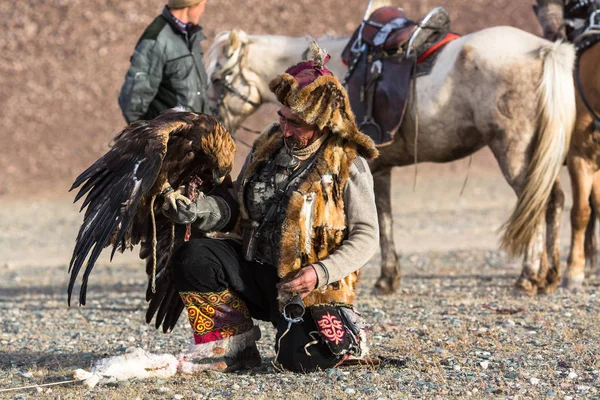 Sagsay Moğolistan Eylül 2017 Berkutchi Kazak Avcı Ise Avcılık Hare — Stok fotoğraf