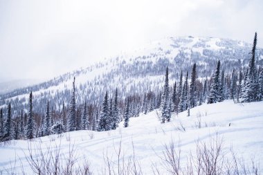 Alp Noel ağaçları altında beyaz kar manzara. Sibirya, Rusya Federasyonu.