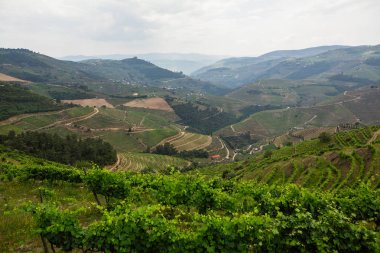 Douro vadisinin ve tepelerdeki üzüm bağlarının görünümü, Porto, Portekiz. 