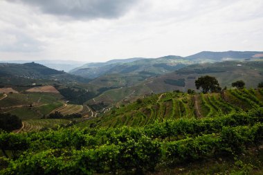 Douro vadisinin tepelerinde üzüm bağları, Porto, Portekiz. 